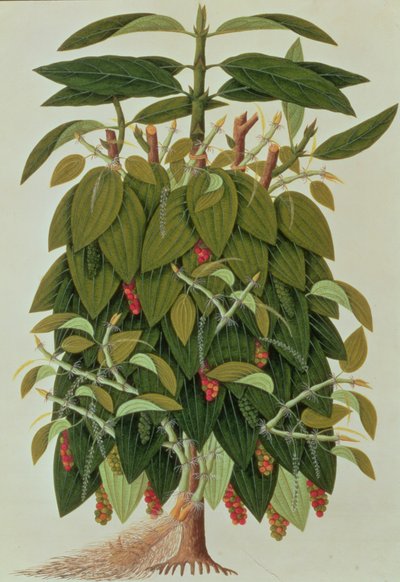 Lava Etam or Black Pepper, from Drawings of Plants from Malacca, c.1805-18 by Chinese School